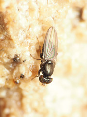 Aulacigaster neoleucopeza