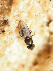 Aulacigaster neoleucopeza