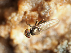 Aulacigaster neoleucopeza