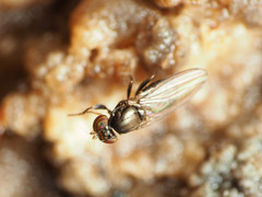 Aulacigaster neoleucopeza
