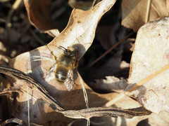 Anthophora villosula