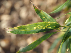Stigmaeopsis celarius