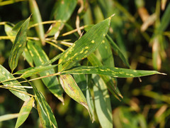 Stigmaeopsis celarius