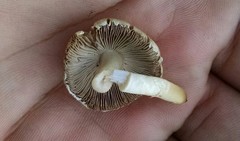 Agaricus comtulus
