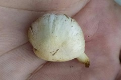 Agaricus comtulus