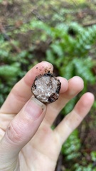 Tuber gibbosum