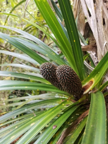 Kiekie (Freycinetia banksii)