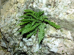 Asplenium fontanum fontanum