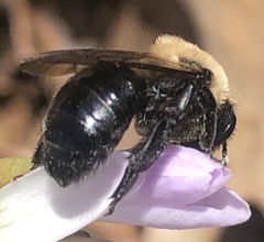 Andrena carlini