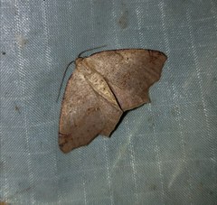 Antepione thisoaria