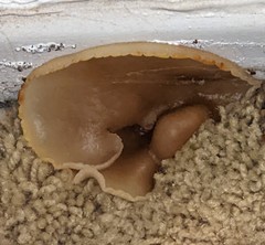 Peziza domiciliana