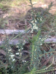 Melichrus urceolatus