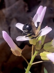 Andrena carlini