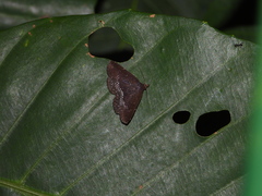 Adrapsa geometroides