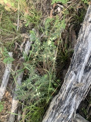 Melichrus urceolatus