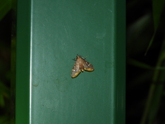 Prophantis