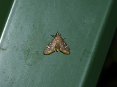 Prophantis