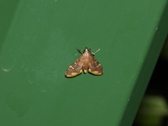 Prophantis