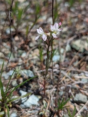 Hesperolinon congestum