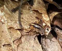 Ceuthophilus maculatus