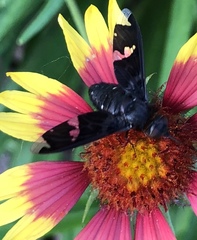 Exoprosopa dorcadion