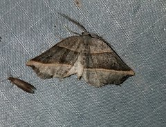 Metanema determinata