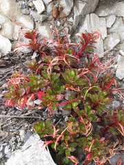Epilobium petraeum