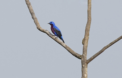 Cotinga cotinga