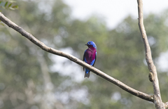 Cotinga cotinga