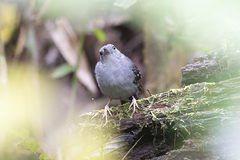 Myrmelastes rufifacies