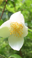 Philadelphus inodorus