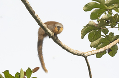 Plecturocebus moloch