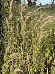 Cenchrus pedicellatus