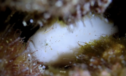 Tuberculated frogfish (Antennatus tuberosus) — Antennariidae