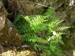 Asplenium fontanum fontanum