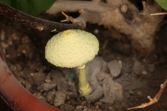 Leucocoprinus birnbaumii