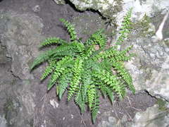 Asplenium fontanum fontanum