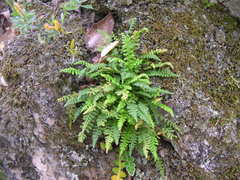 Asplenium fontanum fontanum
