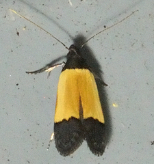 Anacampsis coverdalella