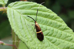Nemophora aurifera