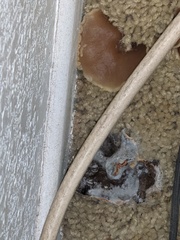 Peziza domiciliana