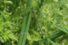 Ischnura asiatica