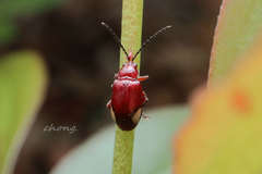 Pseudodera xanthospila