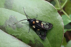 Trypanophora semihyalina