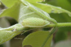 Satyrium grandis