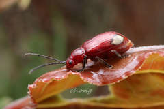 Pseudodera xanthospila