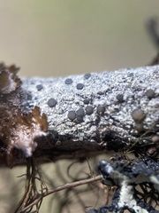 Palicella schizochromatica