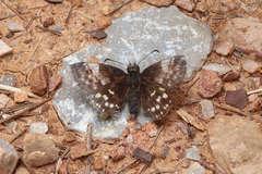 Erynnis montanus