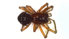 Pachygnatha listeri