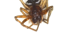 Pachygnatha listeri